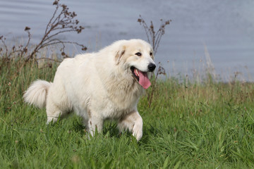 pyrenean mountain dog running on the grass