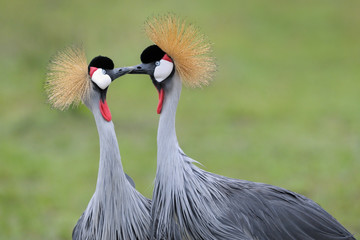 Two Grey Crowned Cranes at courtship.