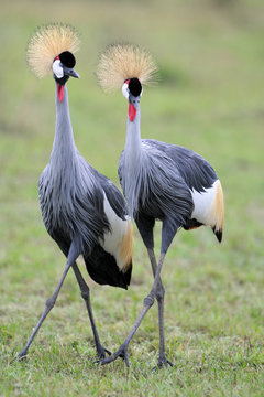 Two Grey Crowned Cranes at courtship.