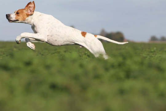 beautiful jump of the english pointer