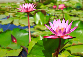 blossom lotus flowers in pond