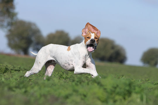 allure rigolote du pointer anglais en course