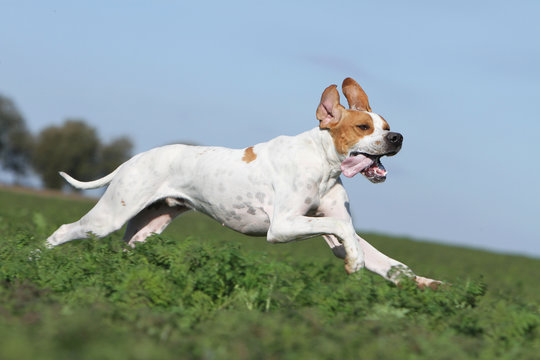 &eacute;nergie du pointer anglais &agrave; la chasse
