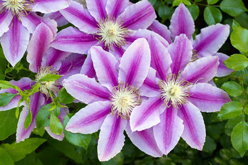 Flowers of clematis over green background