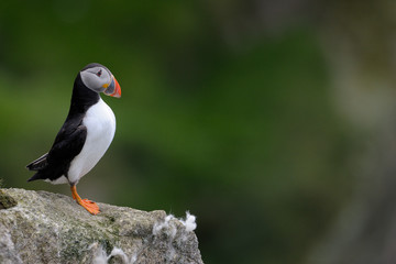 Atlantic Puffin on a cliff