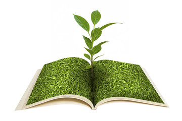 Book open and seedlings grow