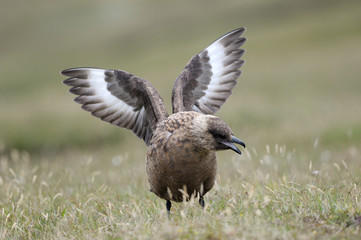 Arctic Skua displaying