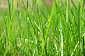 Fototapeta na wymiar green fresh grass in spring