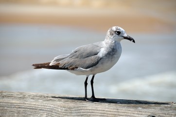 Seagull Perched On Fishing Pier, Florida