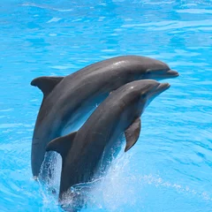 Fototapete Rund Verspielte Delfine © alexanderkonsta