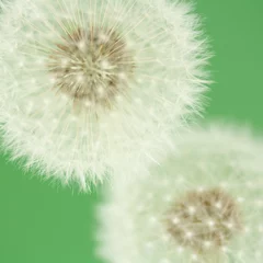 Foto auf Glas Löwenzahn Makro grün © faunuslsd