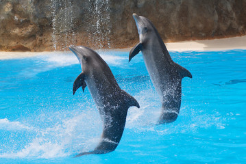 Fototapeta premium Dancing dolphin