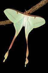Obraz premium Actias dubernadi (female)