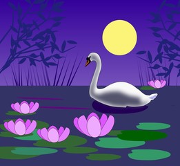 White swan swimming in a pond