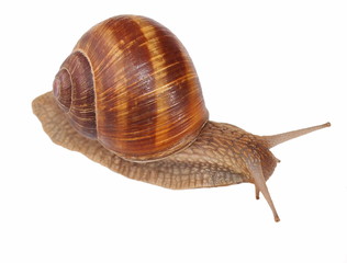 snail isolated on white background, Helix pomatia