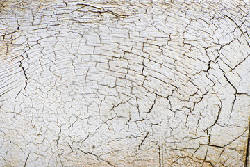 Old Paint