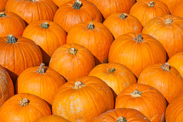 Colorful pumpkins