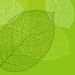 Naklejka na ściany i meble Fresh green leaves background - vector illustration