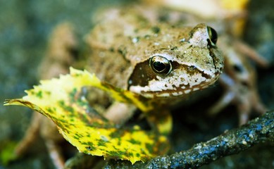 frog sitting on the stone