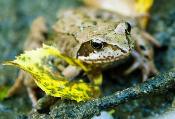 frog sitting on the stone