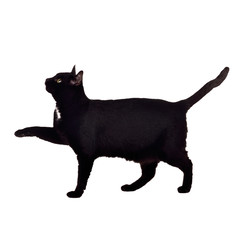 Black cat walking with paw up