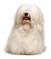 Cute long hair cream Havanese dog