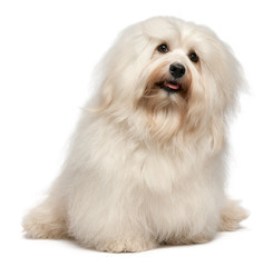 Cute sitting cream Havanese dog