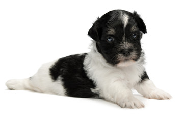 Cute little havanese puppy
