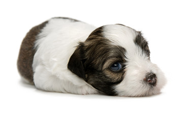 Cute little sable havanese puppy