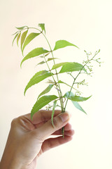 Neem leaves-Azadirachta indica