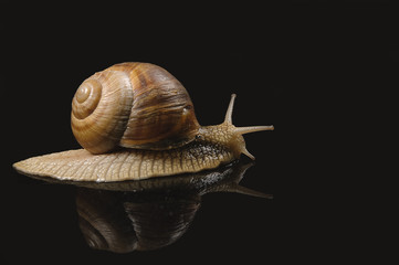 Snail on the black background