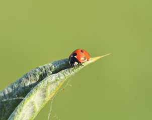 ladybird