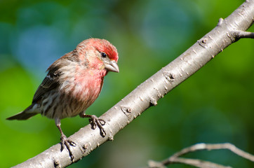 House Finch Perched in a Tree