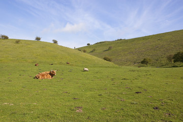 Fototapeta na wymiar grassy valley with livestock