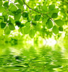 Green leaves background - 41478250