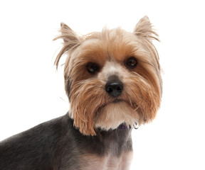 yorkshire terrier