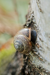 Snail attached to a stump of a tree