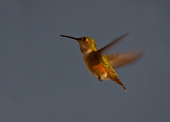 Fototapeta premium Hummingbird in flight