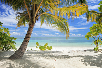 A scene of palm trees and sandy beach in Maldives island
