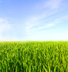 Obraz premium Meadow with green grass and blue sky with clouds