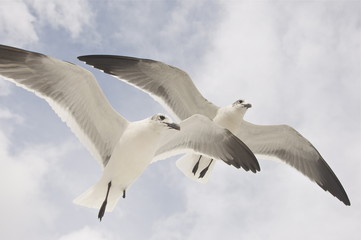 Fototapeta premium 2 Möven im Flug in der Luft