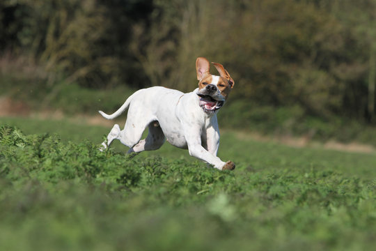 chien de chasse &agrave; l'air amusant
