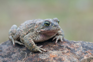 Bufo calamita