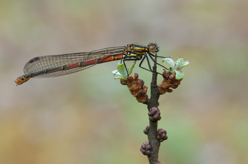 Pyrrhosoma nymphula