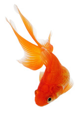 Orange Gold Fish. Isolated on White Background