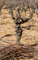 Cep de vigne et sarments