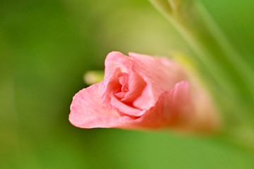 Gladiola buds close up