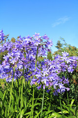 Naklejka premium Beautiful Blue Alium blossom