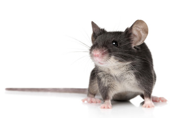 Mouse on white background