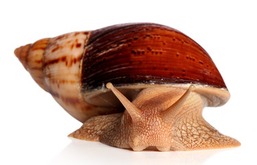Big African snail Achatina fulica crawling © jagodka